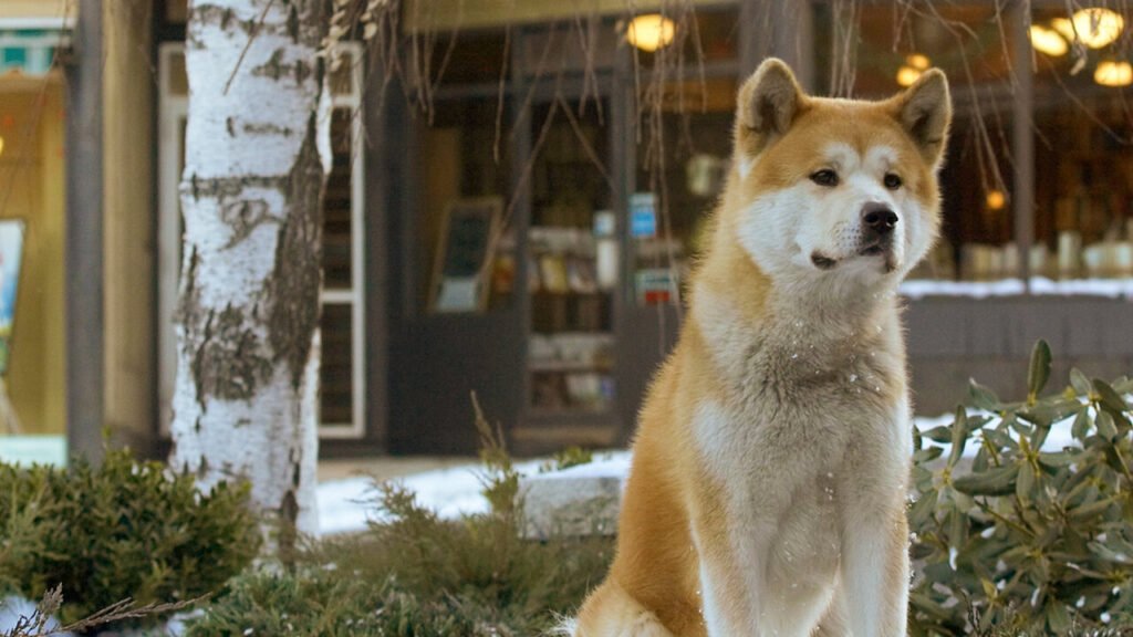 moj przyjaciel hachiko